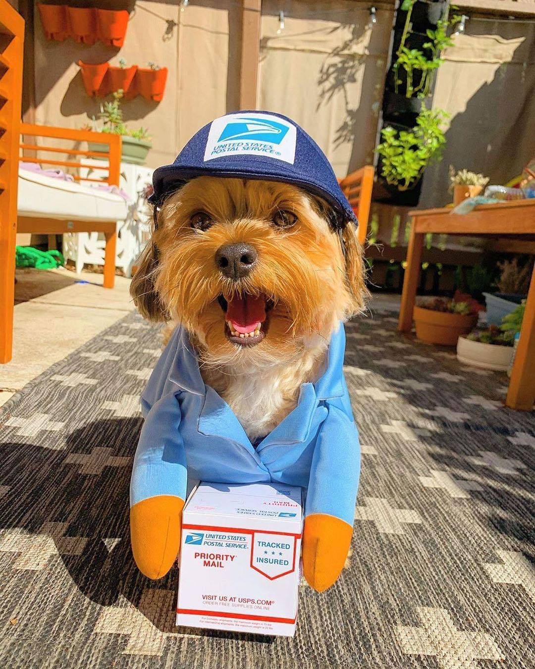 Premium Dog & Cat Jacket — Lightweight & Easy On/Off