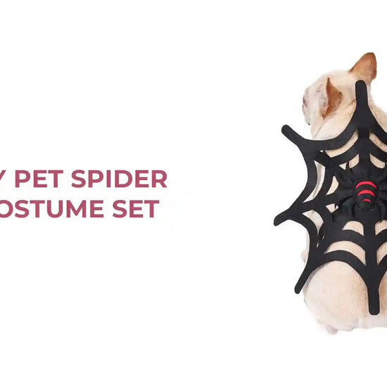 Spooky Pet Spider Web Costume Set by@Outfy